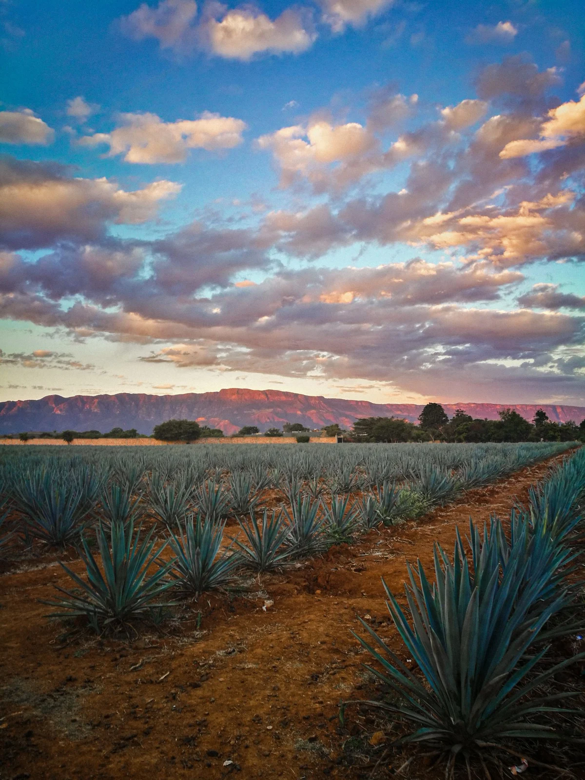 Paisaje de campos de agave en Tequila, Jalisco